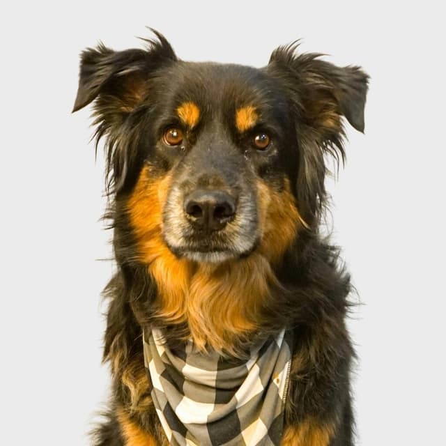 Archibald 